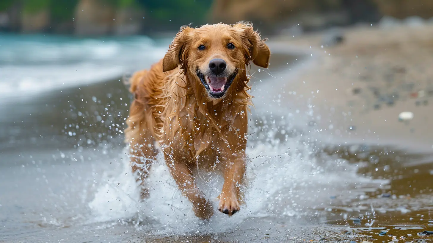Top Dog Beaches for a Splashing Good Time