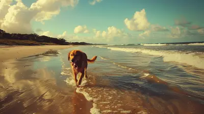 Beach Vacations Your Dog Will Love