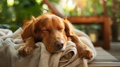 Healing Vacations: Spa Destinations That Welcome Pets