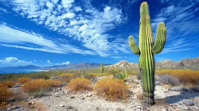 Mexico's Baja Peninsula: A Sea and Desert Road Adventure