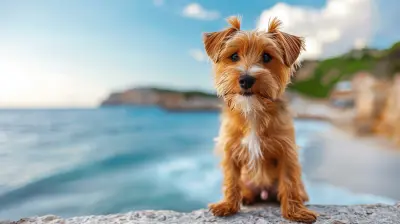Pet Travel Insurance: Do You Need It for Your Next Trip?