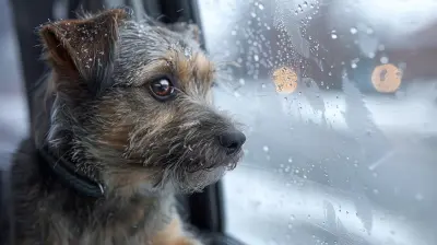 Tackling Long Car Rides with an Anxious Pet