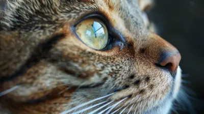 Tackling Long Car Rides with an Anxious Pet