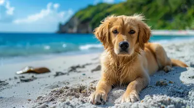 Vacation Rentals that Embrace Both You and Your Pets