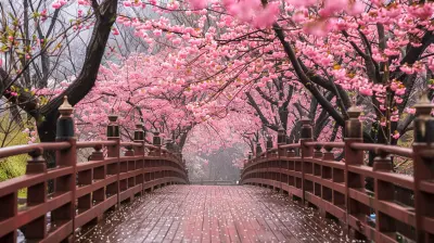 When To See Cherry Blossoms In Full Bloom In Japan