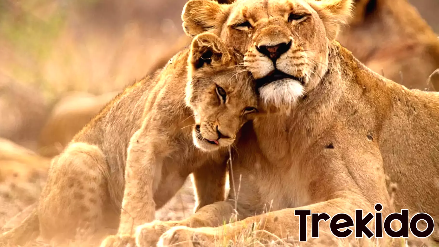 Captive-bred lion industry threatens SA reputation and tourism jobs, MPs warned