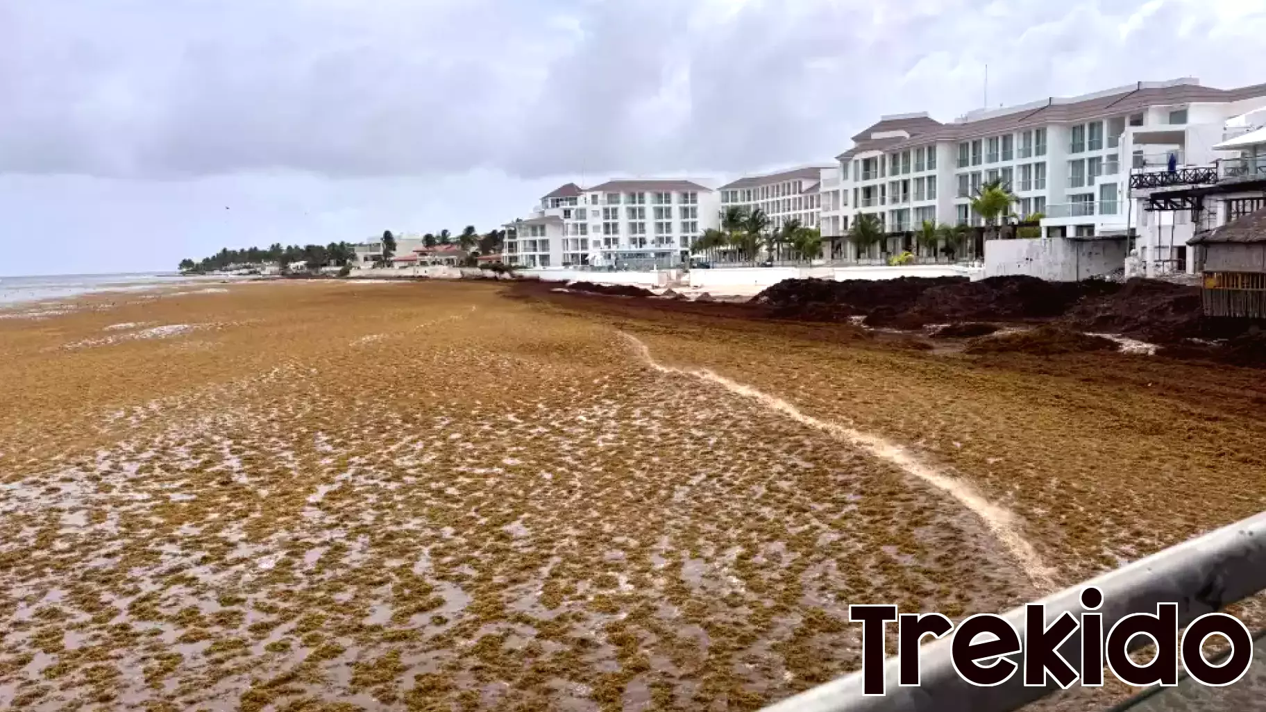 Record Seaweed Levels Are Hitting Caribbean Beaches
