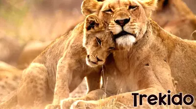 Captive-bred lion industry threatens SA reputation and tourism jobs, MPs warned