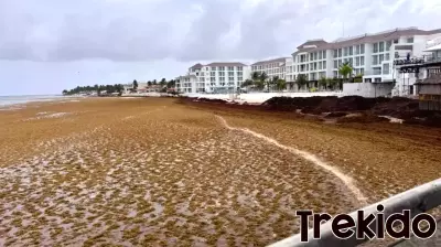 Record Seaweed Levels Are Hitting Caribbean Beaches